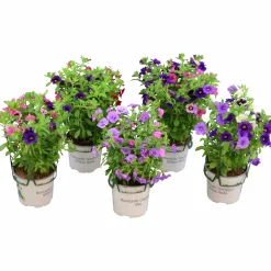 Romantic Garden Mixplantering
