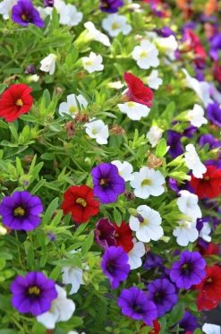 Romantic Garden Mixplantering