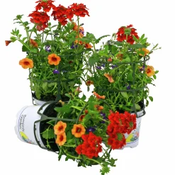Romantic Garden Mixplantering