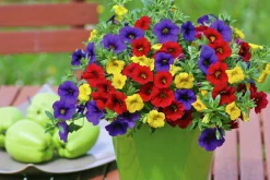 Romantic Garden Mixplantering