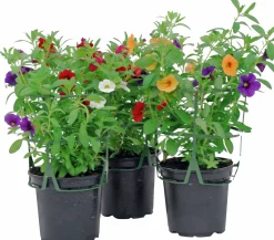 Romantic Garden Mixplantering