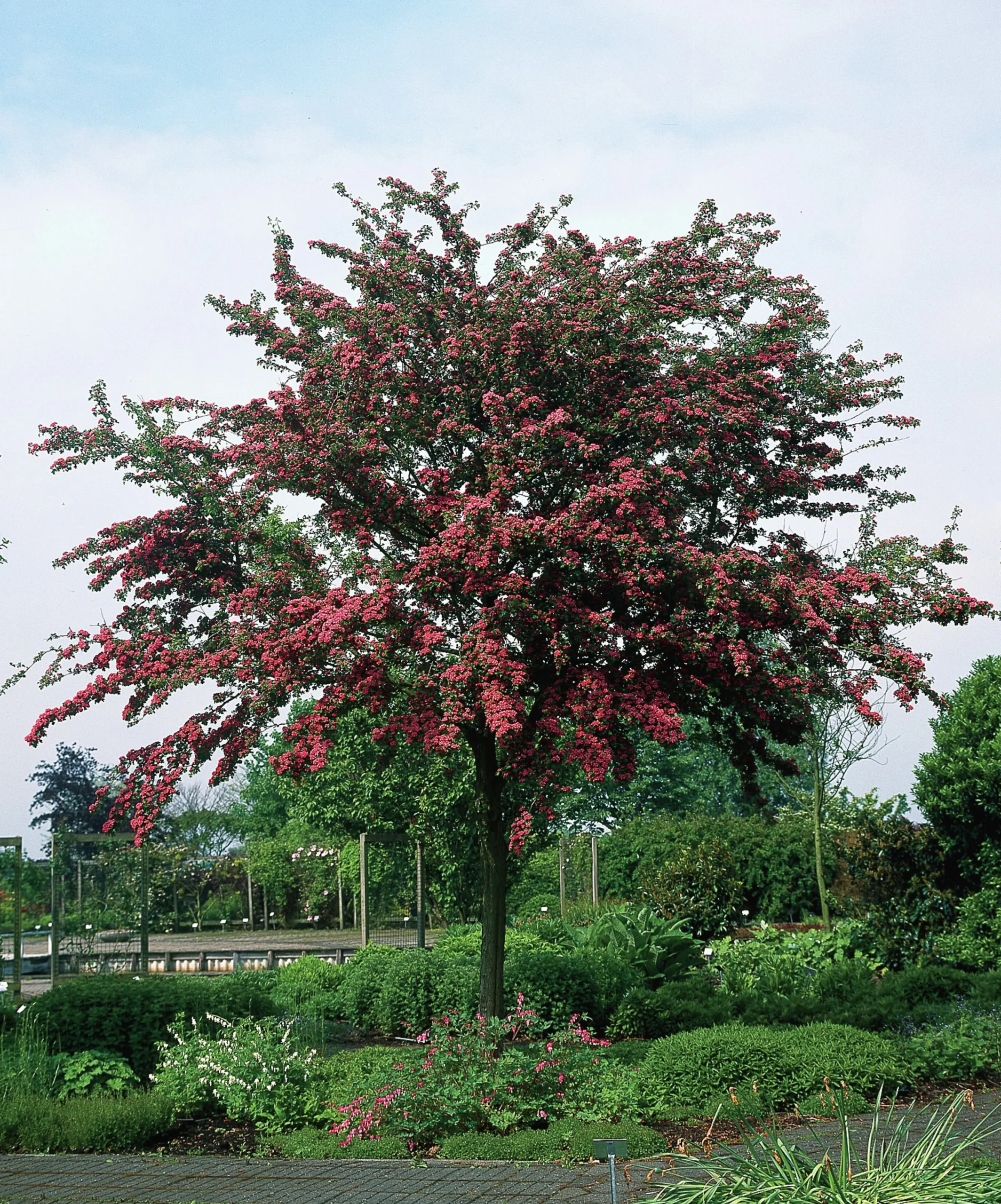 Rosenhagtorn 'Paul's Scarlet' Krukodlad