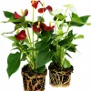 Rosenkalla lat. Anthurium andreanum Mix