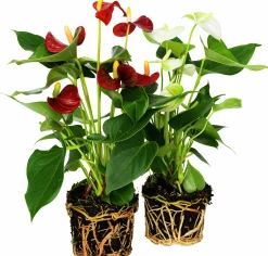 Rosenkalla lat. Anthurium andreanum Mix
