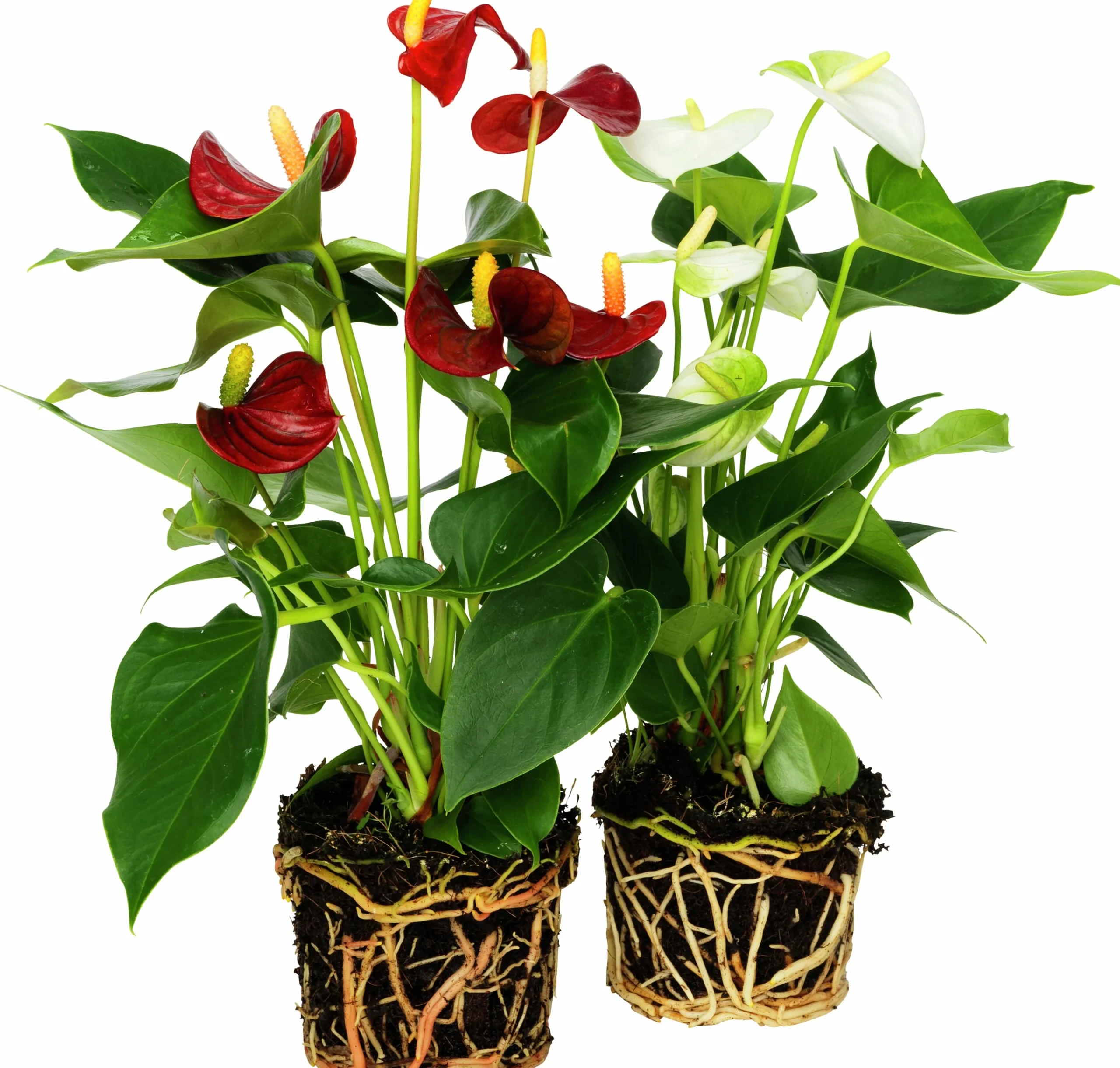 Rosenkalla lat. Anthurium andreanum Mix