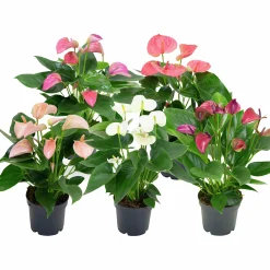 Rosenkalla lat. Anthurium Andraeanum Pastell