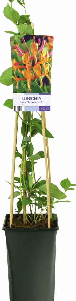 Rosenkaprifol 'American Beauty'