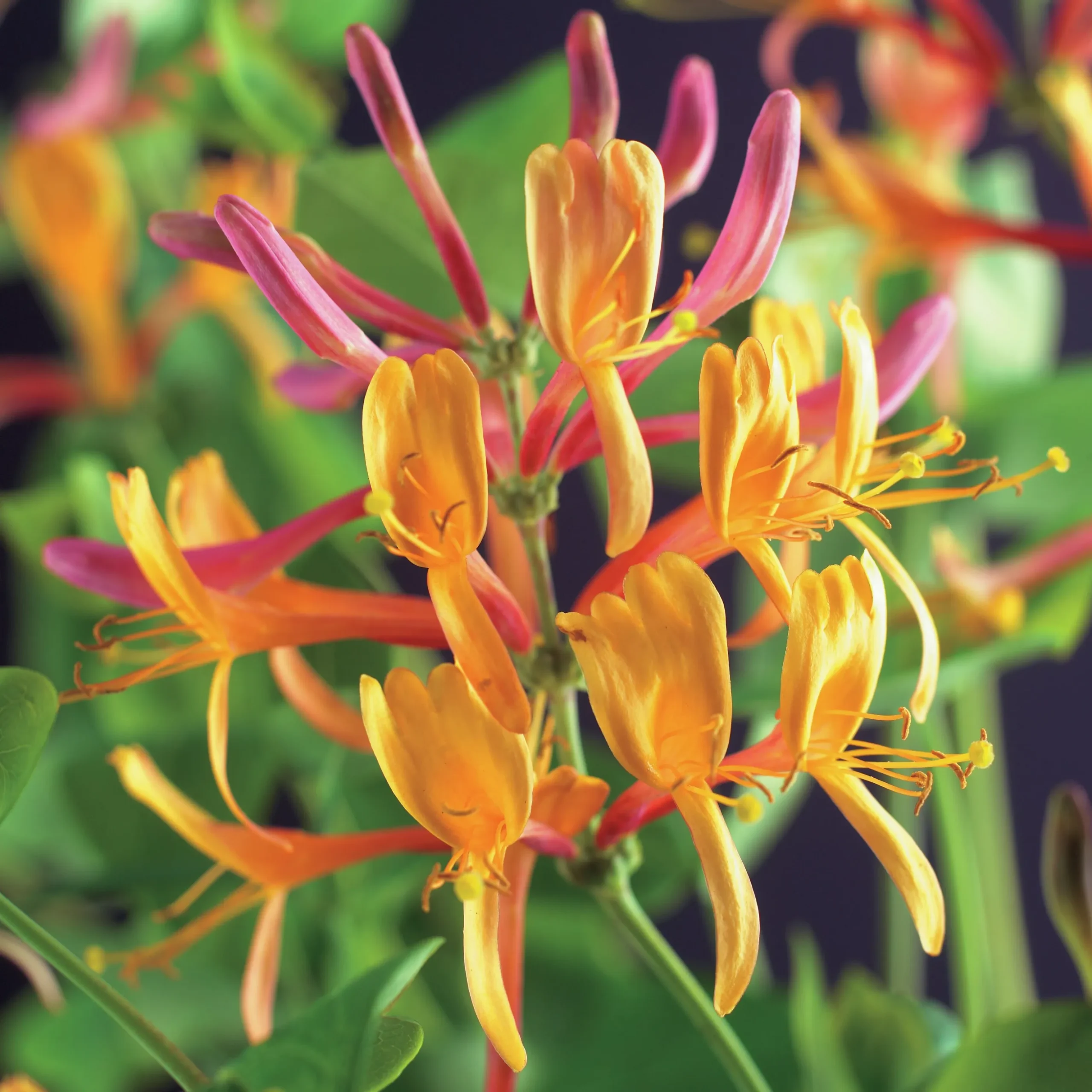 Rosenkaprifol 'American Beauty'