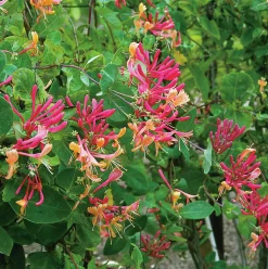 Rosenkaprifol 'American Beauty'