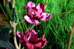 Rosenmagnolia 'Genie'