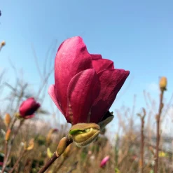 Rosenmagnolia 'Genie'