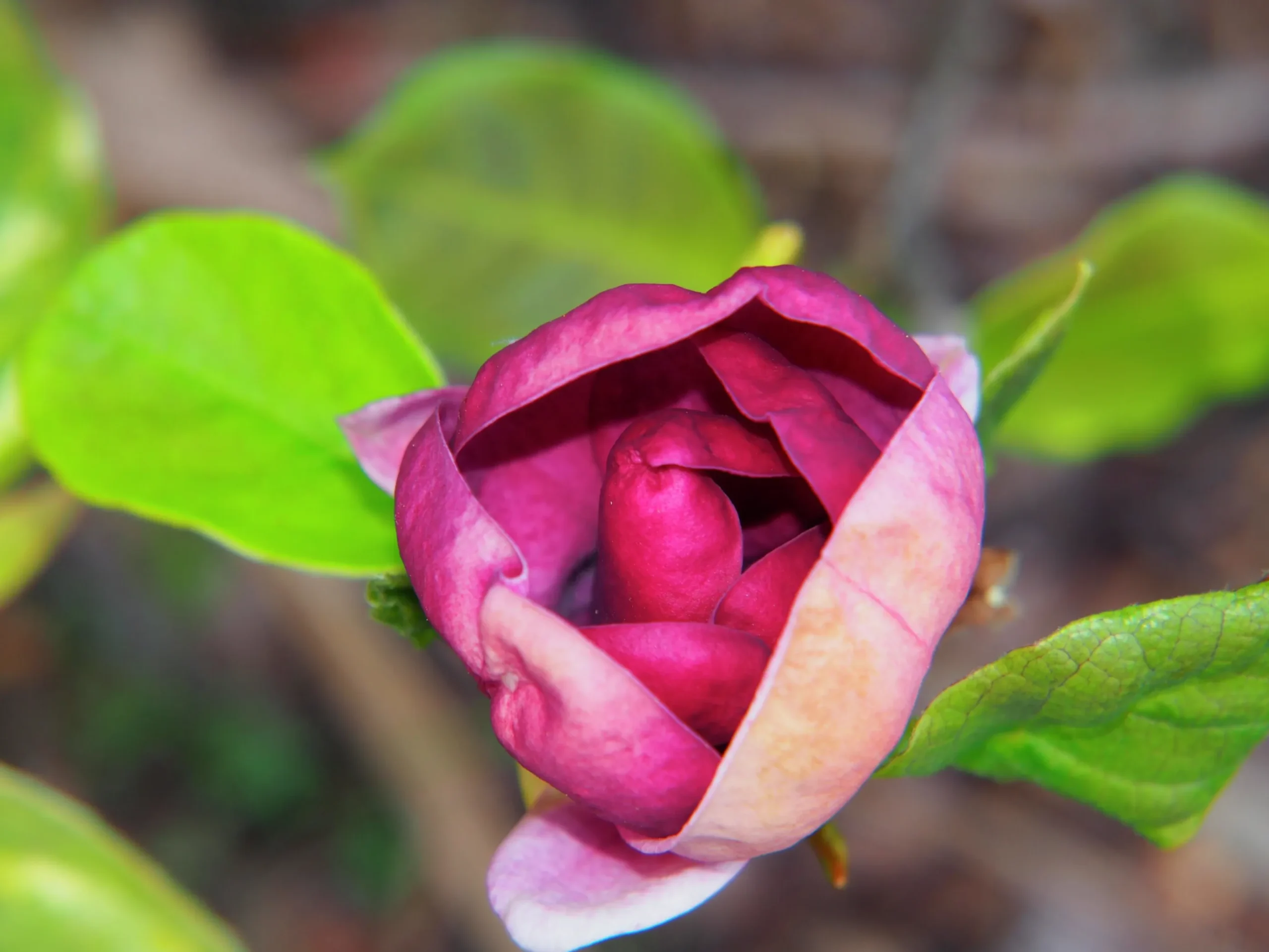 Rosenmagnolia 'Genie'