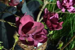 Rosenmagnolia 'Genie' Krukodlad