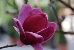 Rosenmagnolia 'Genie' Krukodlad