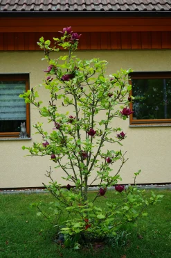 Rosenmagnolia 'Genie' Krukodlad