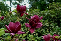 Rosenmagnolia 'Genie' Krukodlad