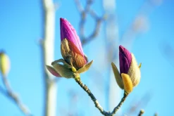 Rosenmagnolia 'Genie' Krukodlad