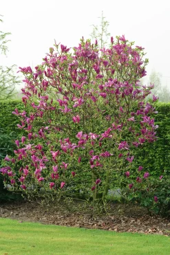 Rosenmagnolia 'Susan' Krukodlad