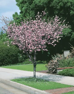 Rosenmandel
