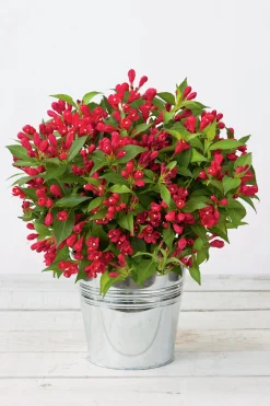 Rosenprakttry 'All Summer Red'