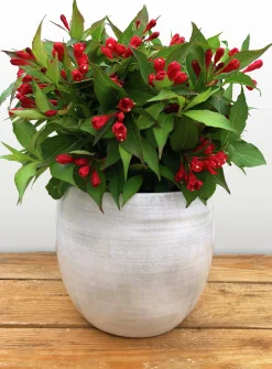 Rosenprakttry 'All Summer Red'