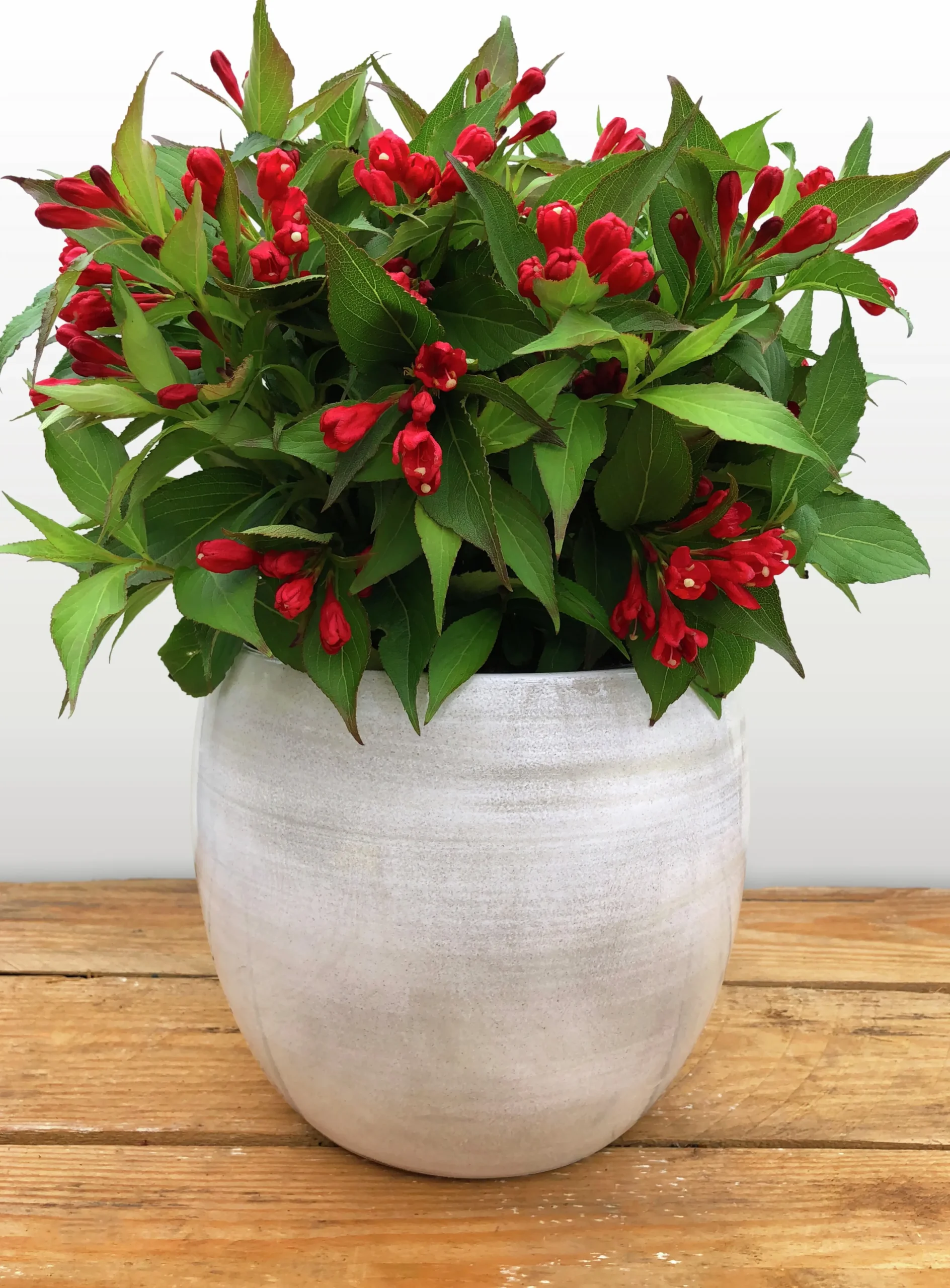 Rosenprakttry 'All Summer Red'