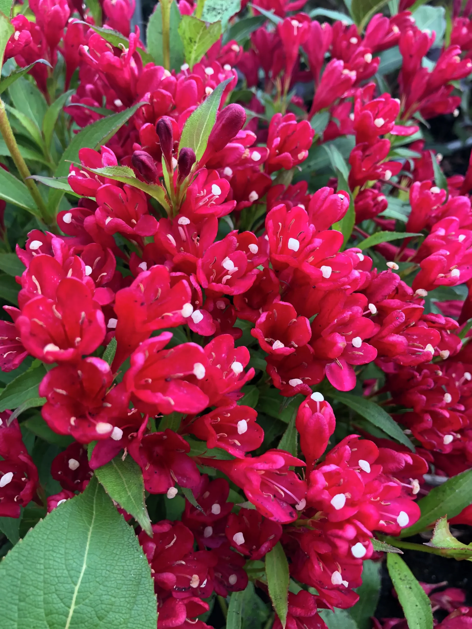 Rosenprakttry 'All Summer Red'