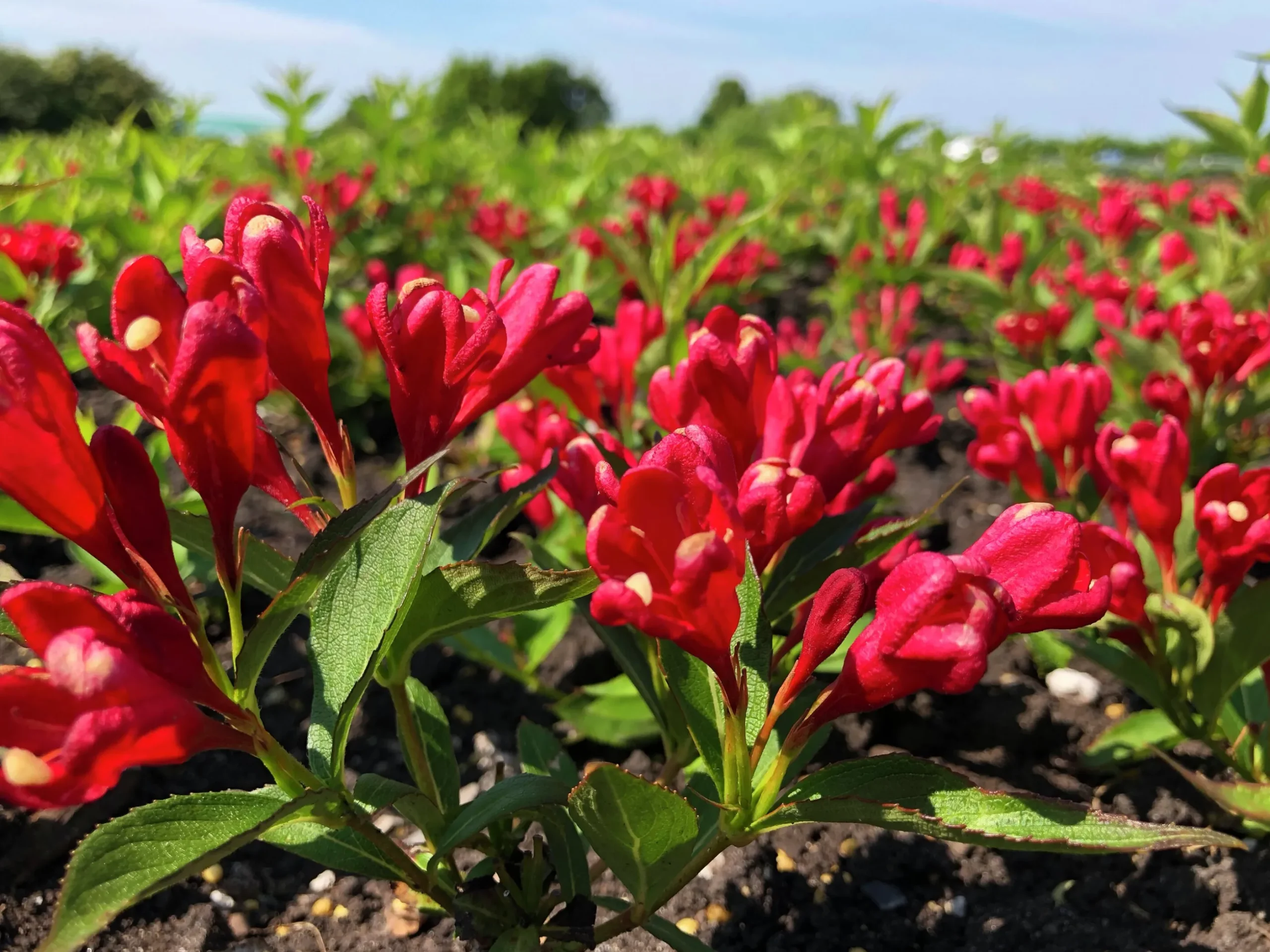 Rosenprakttry 'All Summer Red'