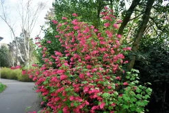 Rosenrips 'King Edward VII'
