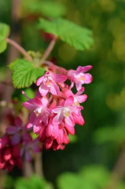 Rosenrips 'King Edward VII'