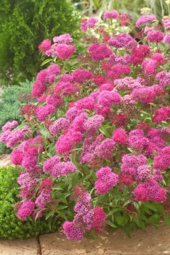 Rosenspirea 'Anthony Waterer' Krukodlad