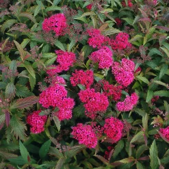 Rosenspirea 'Anthony Waterer' Barrotad