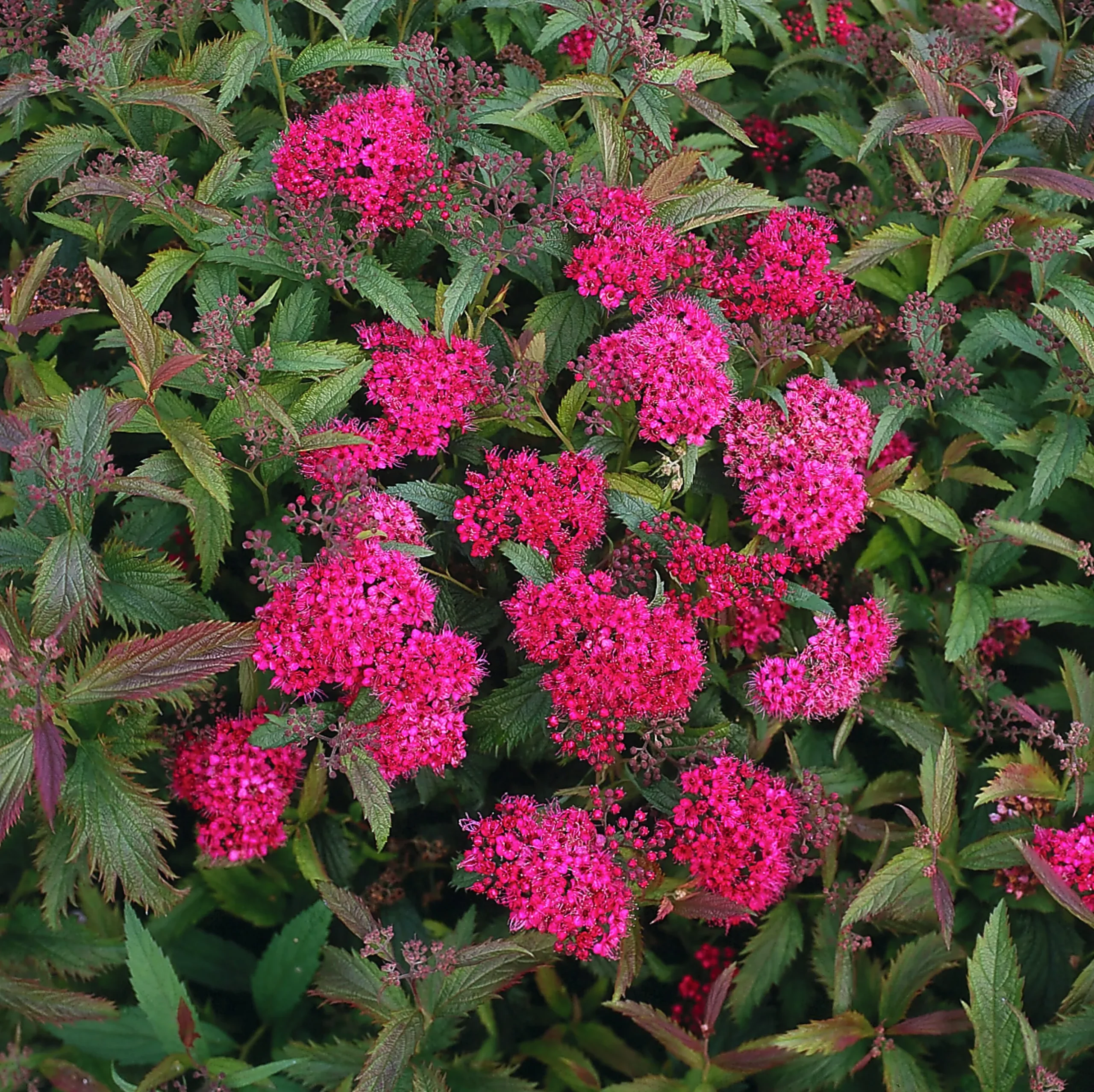 Rosenspirea 'Anthony Waterer' Barrotad