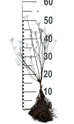 Rosenspirea 'Anthony Waterer' Barrotad