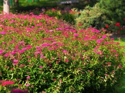 Rosenspirea 'Anthony Waterer' Barrotad