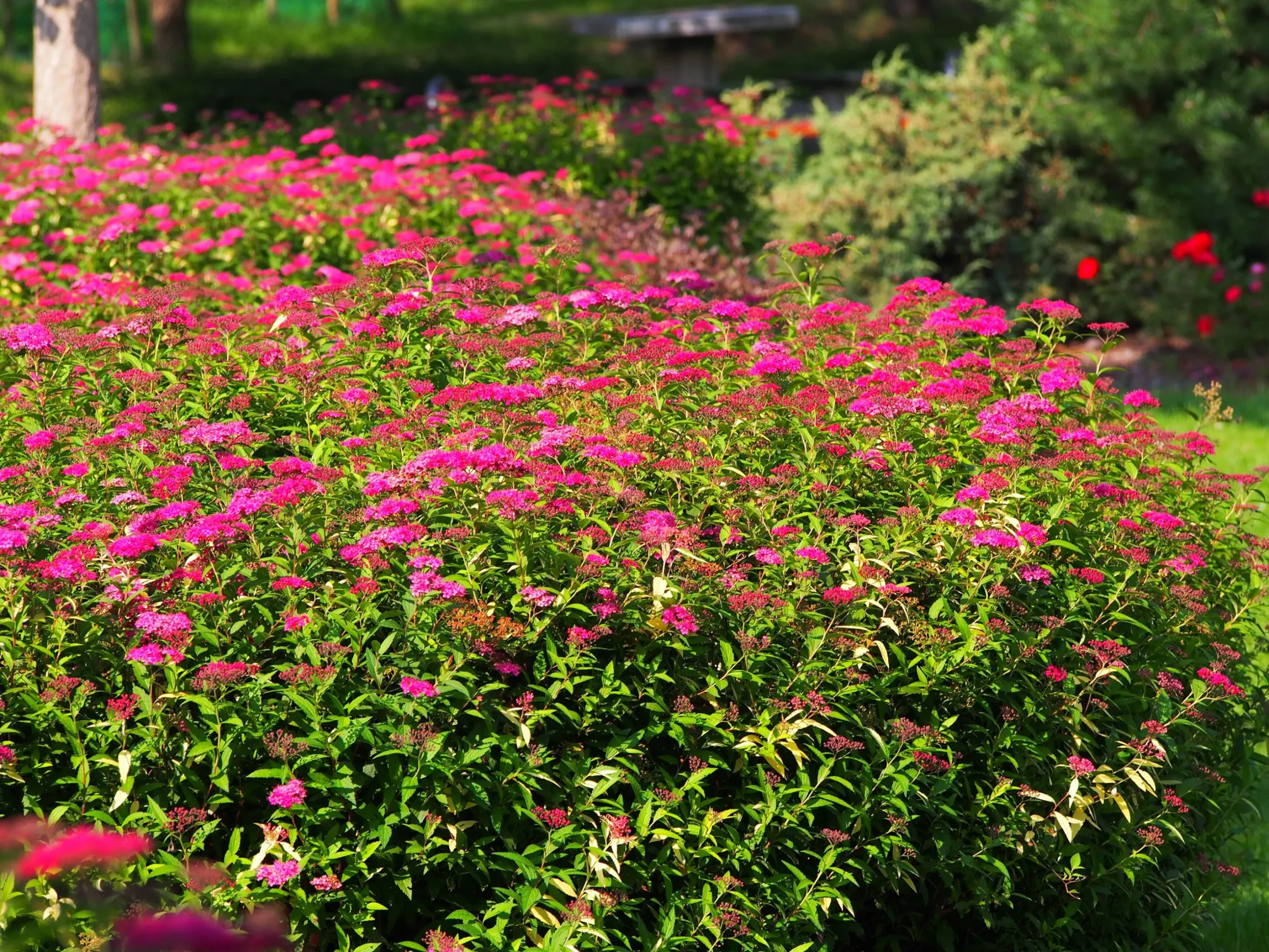 Rosenspirea 'Anthony Waterer' Barrotad