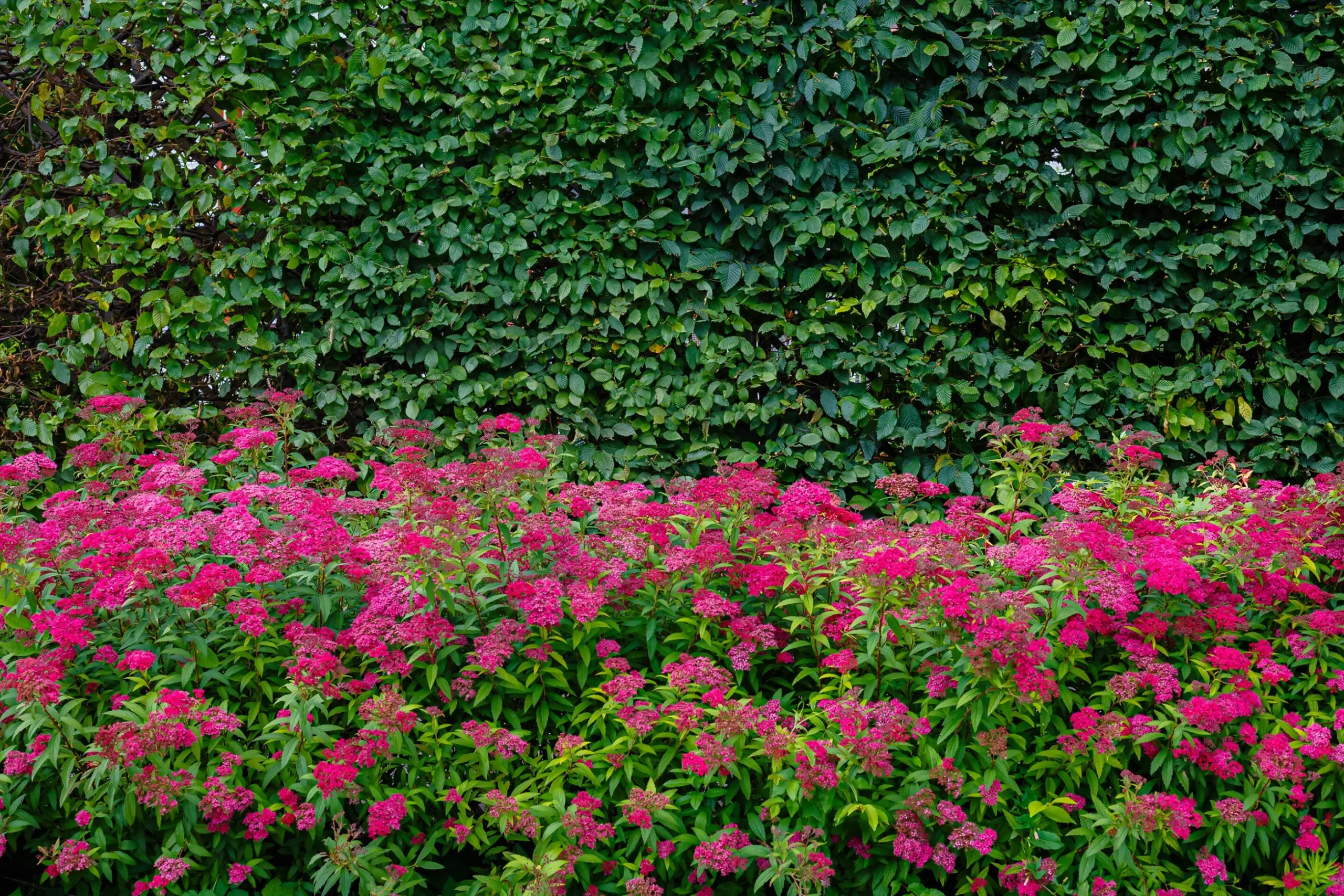 Rosenspirea 'Anthony Waterer' Barrotad