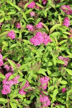 Rosenspirea 'Sapho' D:9-11cm Krukodlad