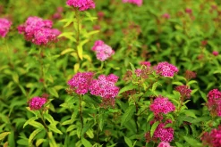 Rosenspirea 'Sapho' D:9-11cm Krukodlad
