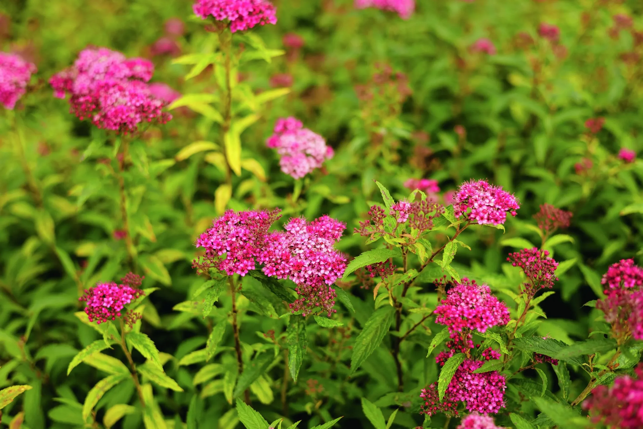 Rosenspirea 'Sapho' D:9-11cm Krukodlad