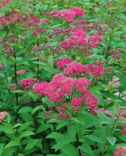 Rosenspirea 'Sapho' D:9-11cm Krukodlad