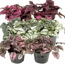 Rosenstänk lat. Hypoestes phyllostachya Mix