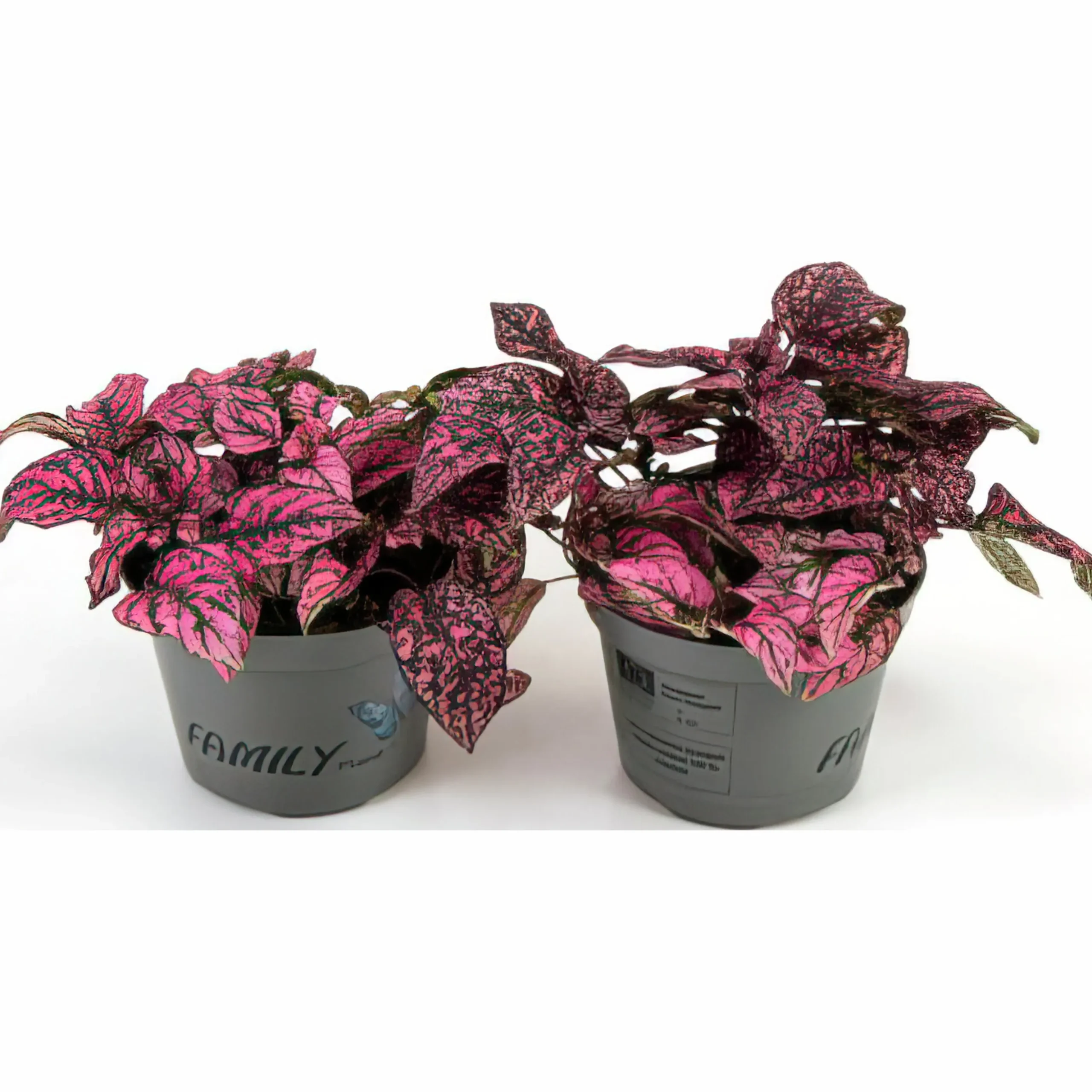 Rosenstänk lat. Hypoestes phyllostachya Mix