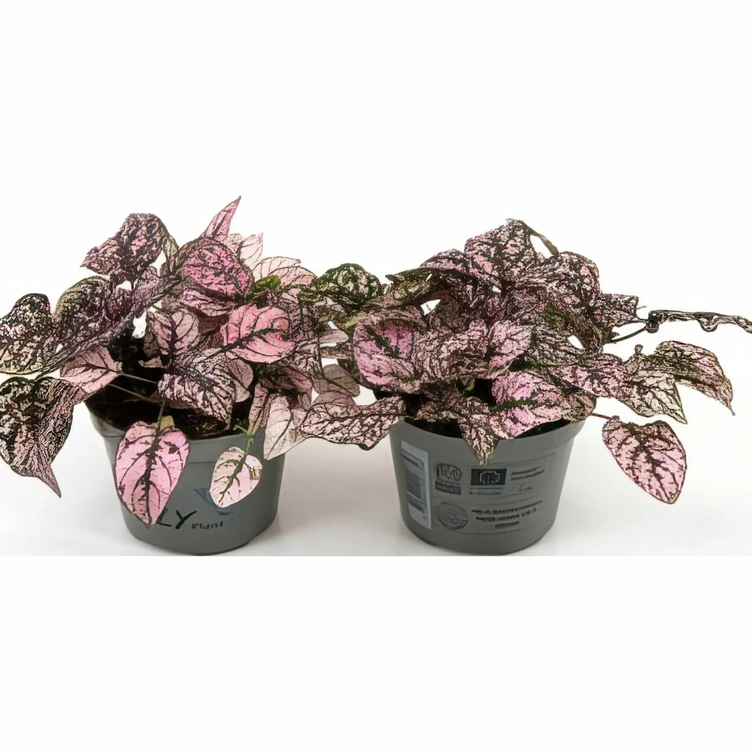 Rosenstänk lat. Hypoestes phyllostachya Mix