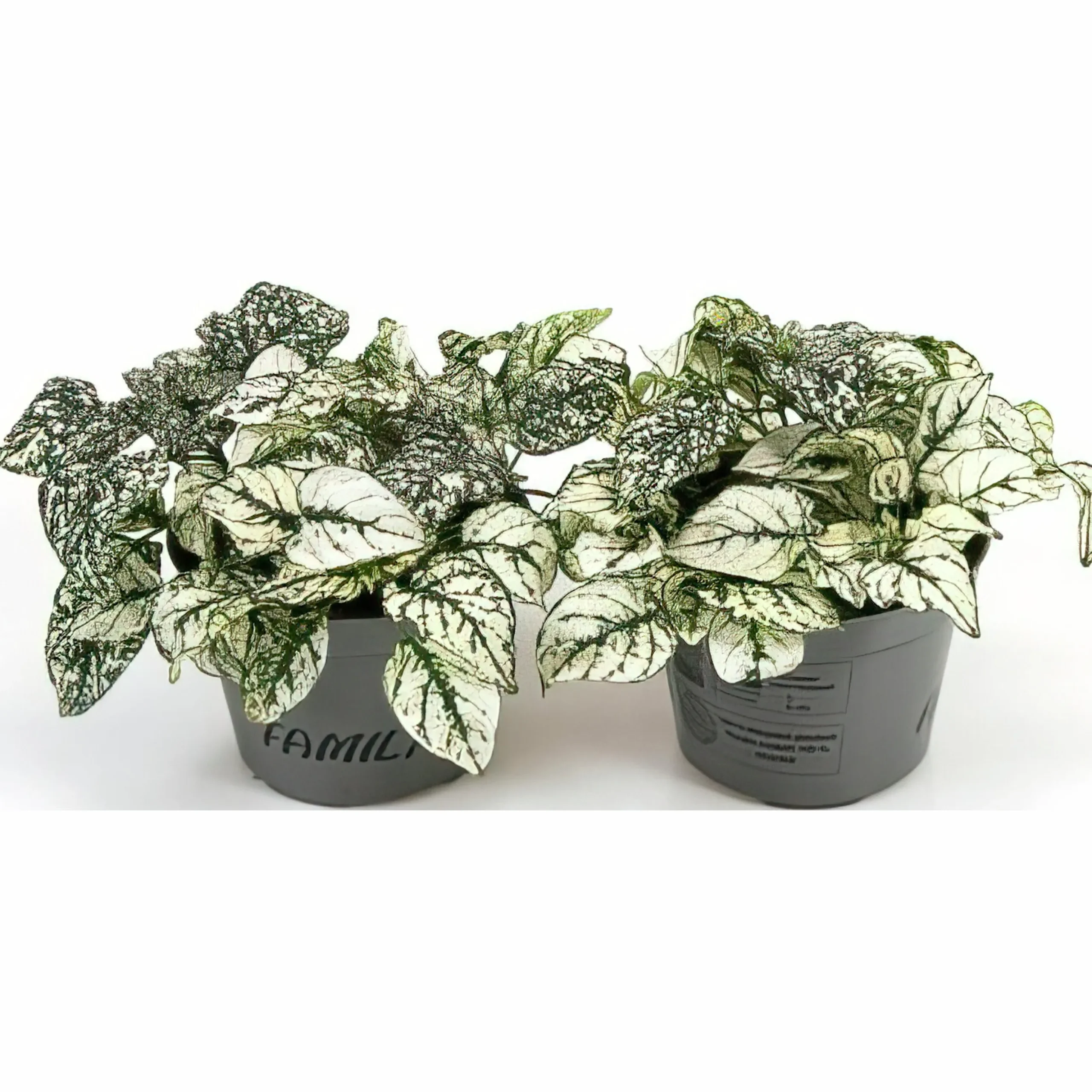 Rosenstänk lat. Hypoestes phyllostachya Mix