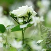 Rosjord & Perennjord Hasselfors 15L