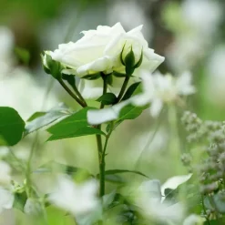 Rosjord & Perennjord Hasselfors 15L
