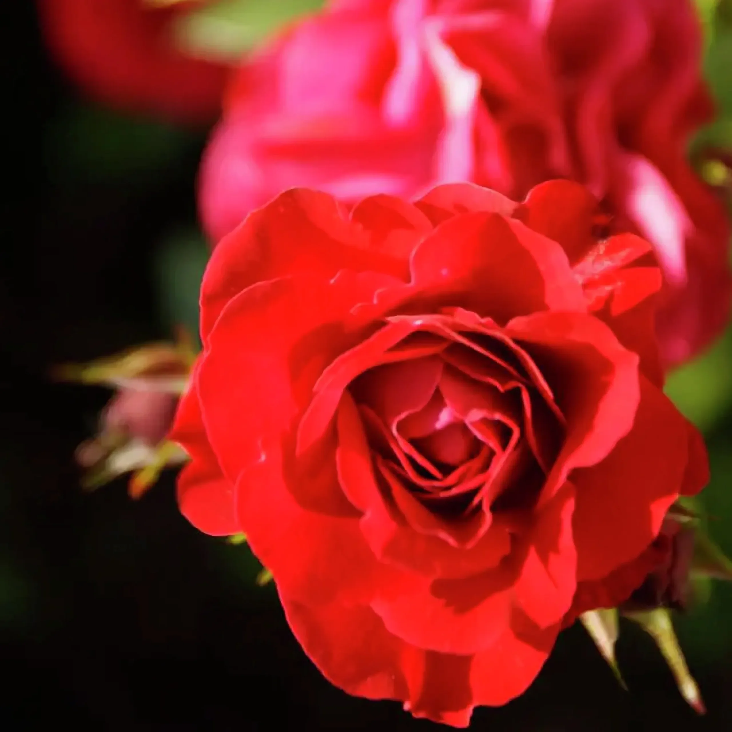 Rosjord & Perennjord Hasselfors 15L