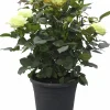 Rosor Flower Circus Mix 19cm kruka