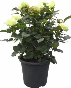 Rosor Flower Circus Mix 19cm kruka